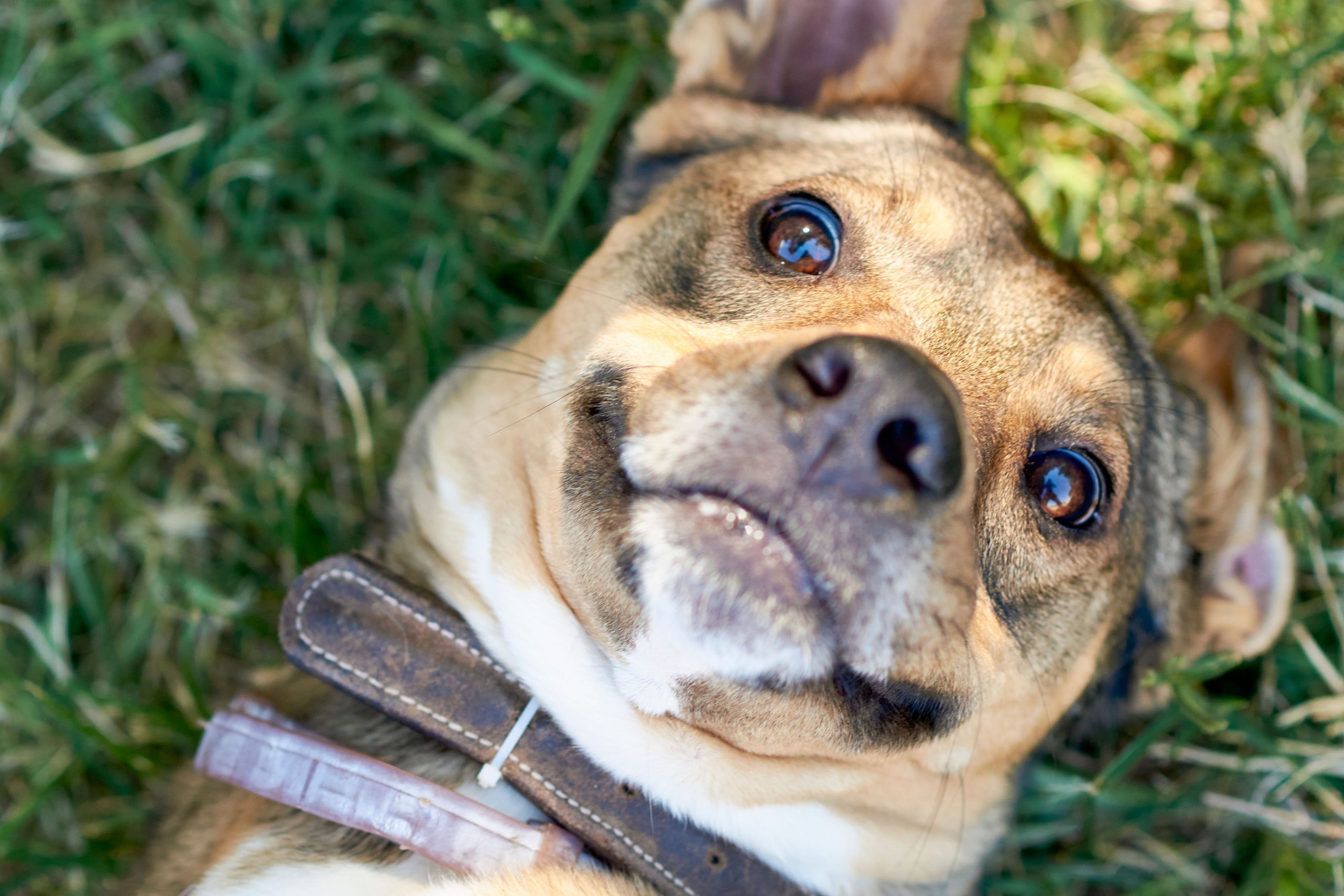 dog friendly hotel in seaside